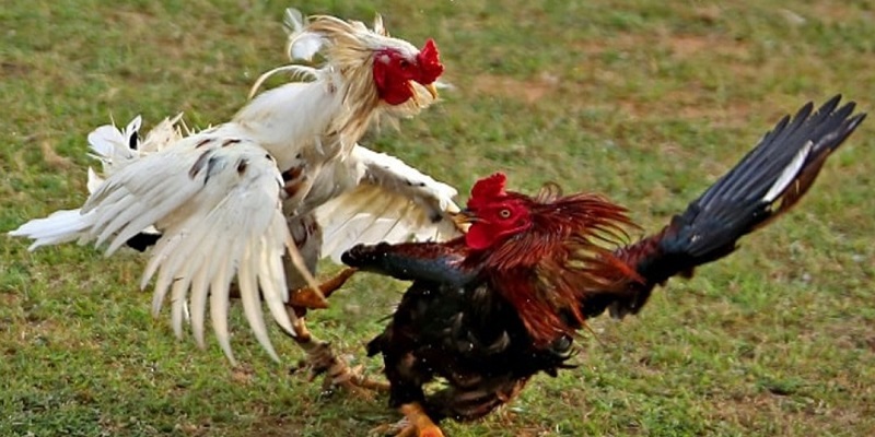 Đá Gà Trực Tiếp 67 Trải Nghiệm Cực Kỳ Thú Vị