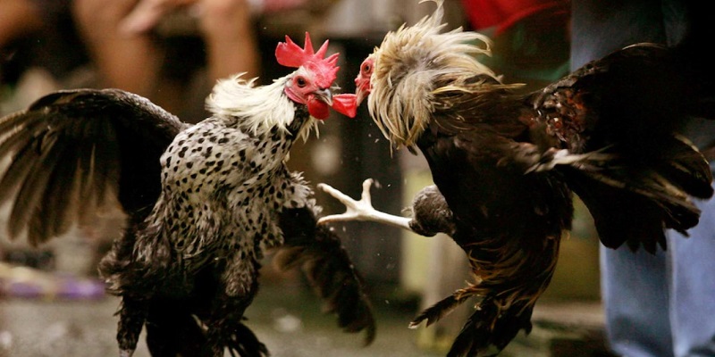 Những lưu ý khi tham gia đá gà trực tiếp 67