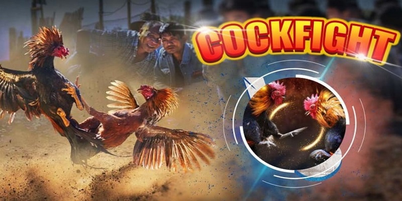 Giới thiệu về đá gà trực tiếp 67