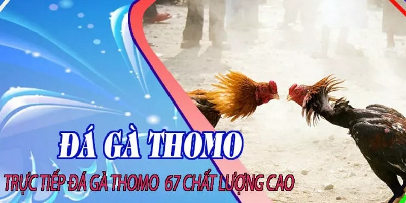 Những địa điểm nổi tiếng tổ chức đá gà trực tiếp 67