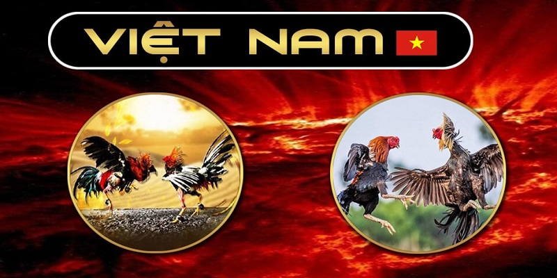 Giới thiệu về đá gà trực tiếp C1