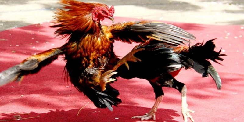 Đá Gà Trực Tiếp C1 Chất Lượng Bậc Nhất Hiện Nay