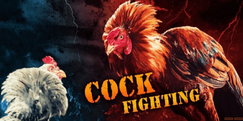 Những vấn đề liên quan đến đá gà trực tiếp C1