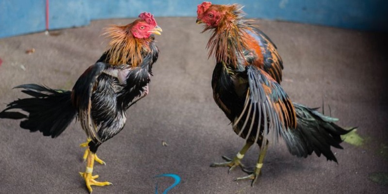 Tìm hiểu các đá gà trực tiếp C1