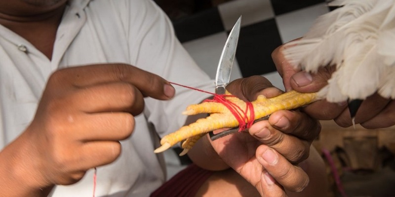 Lịch sử phát triển của đá gà trực tiếp cựa dao