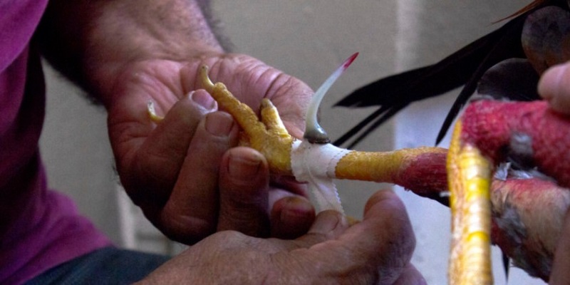 Đá Gà Trực Tiếp Cựa Dao Hấp Dẫn Nhất Châu Á