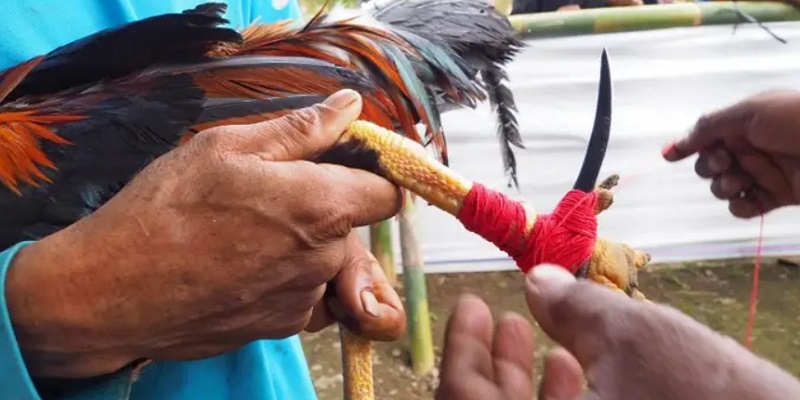 Kỹ năng cần có để chơi đá gà trực tiếp cựa dao