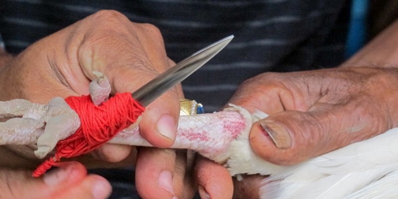 Những điều cần lưu ý khi tham gia đá gà trực tiếp cựa dao