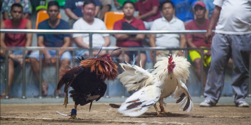 Các trang web đá gà trực tiếp Philippines