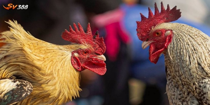 Đá Gà Trực Tiếp SV388 Uy Tín Hấp Dẫn Hiện Nay