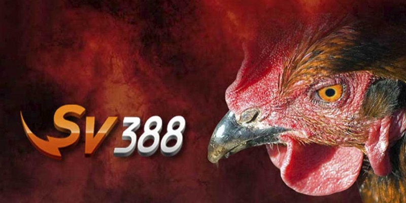 Thông tin về đá gà trực tiếp SV388