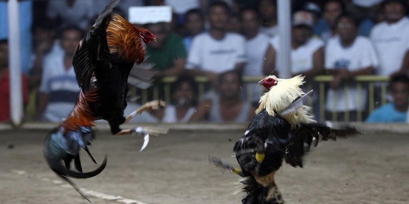 Giới thiệu về đá gà trực tuyến