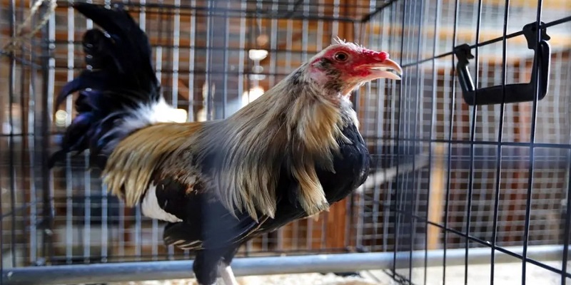 Những lưu ý cần biết khi tham gia đá gà trực tuyến Campuchia