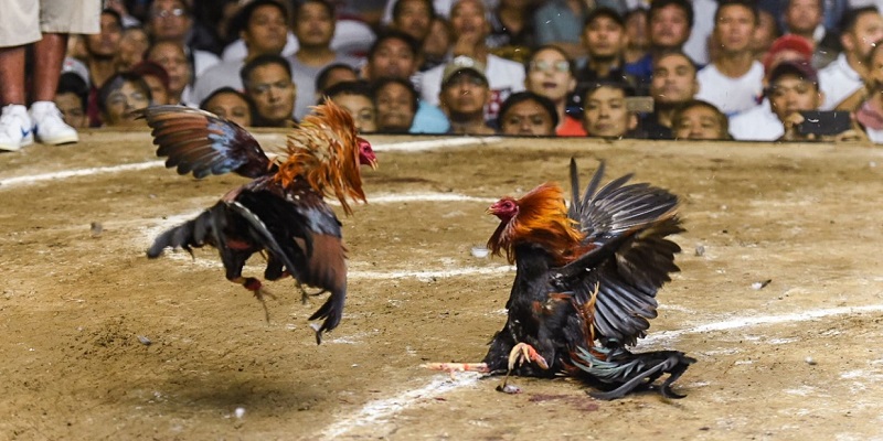 Chọn trang đá gà uy tín đá gà trực tuyến