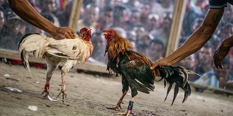 Phân tích thị trường đá gà trực tuyến 2023