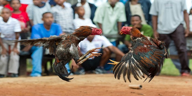 Các loại cược trong đá gà trực tuyến Thomo