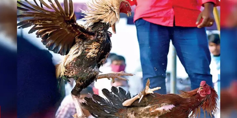 Các lưu ý khi xem đá gà trực tuyến Thomo