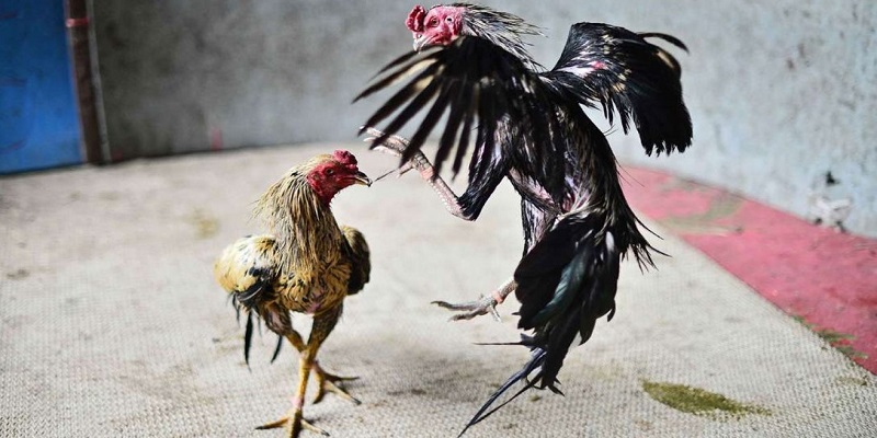 Đá Gà Trực Tuyến Thomo Sân Chơi Cho Mọi Người