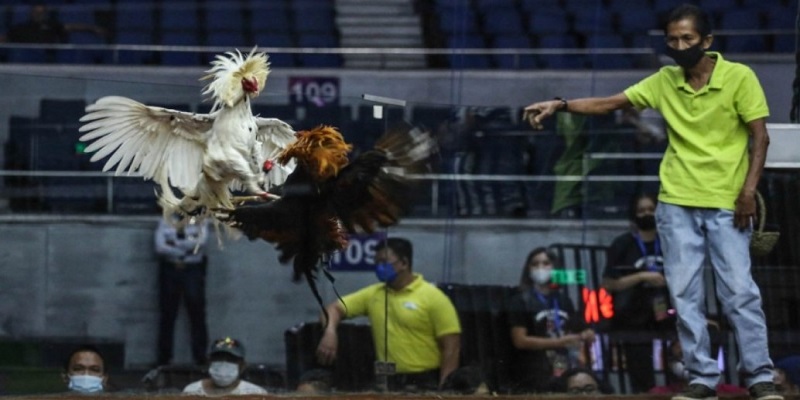 Đá Gà Trực Tuyến Uy Tín Ở Đâu Và Chơi Như Thế Nào