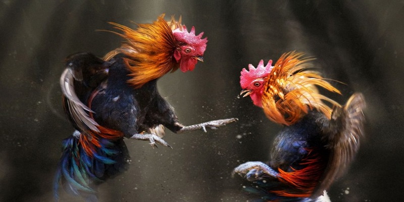 Trực Tiếp Đá Gà Campuchia Diễn Biến Như Thế Nào