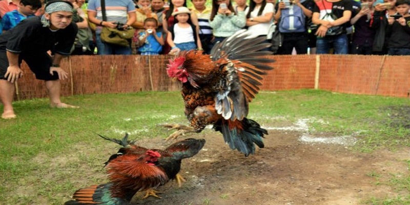 Những điều cần lưu ý khi tham gia xem trực tiếp đá gà Campuchia