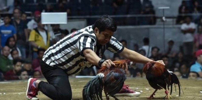 Sự phổ biến của trực tiếp đá gà Campuchia