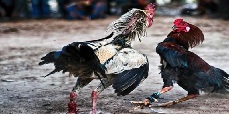 Cách thức mua vé và tham gia xem trực tiếp đá gà Campuchia