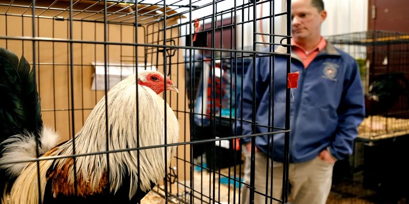 Địa chỉ xem đá gà trực tiếp 369