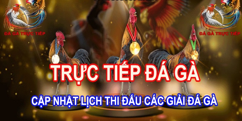 Các luật cơ bản của đá gà trực tiếp 369