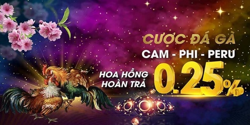 Các giải đấu đá gà trực tiếp 388