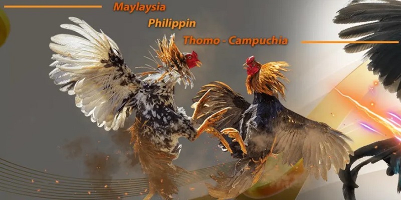 Thông tin cần biết về đá gà trực tiếp 388