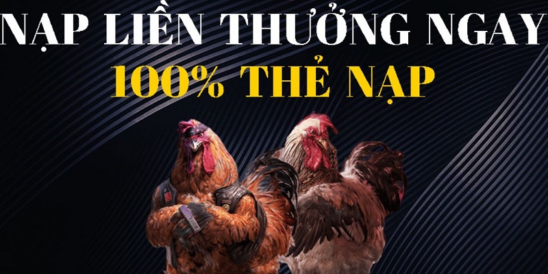 Cách đặt cược đá gà trực tiếp 388