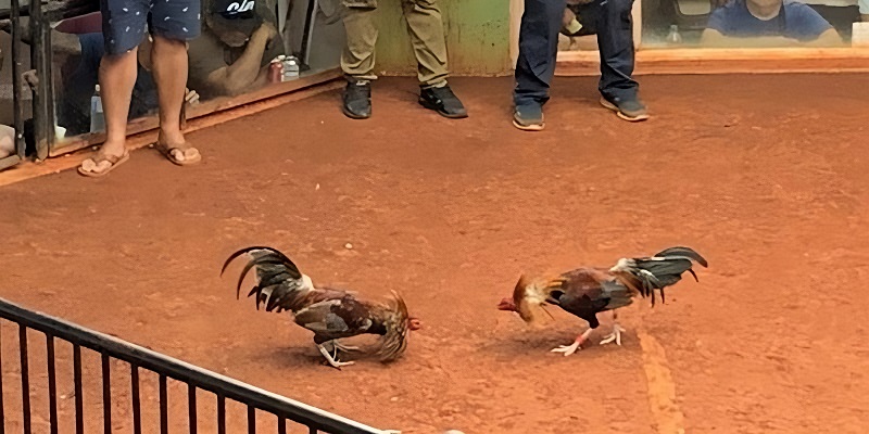 Đá Gà Trực Tiếp Singapore Số Một Khu Vực Châu Á