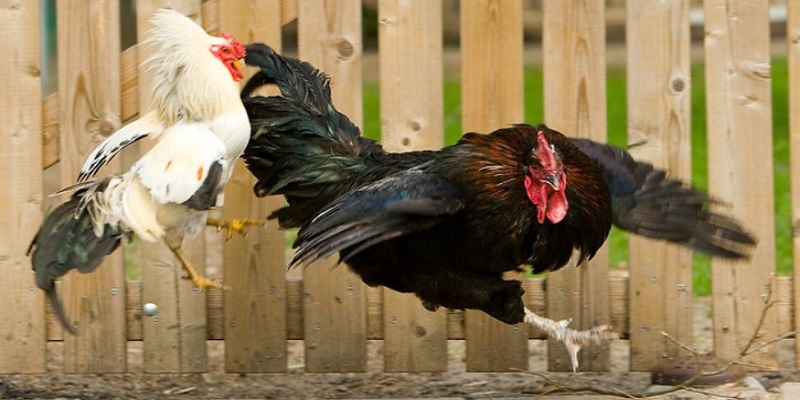 Các thủ thuật và kỹ năng cần thiết chơi đá gà trực tiếp một bài