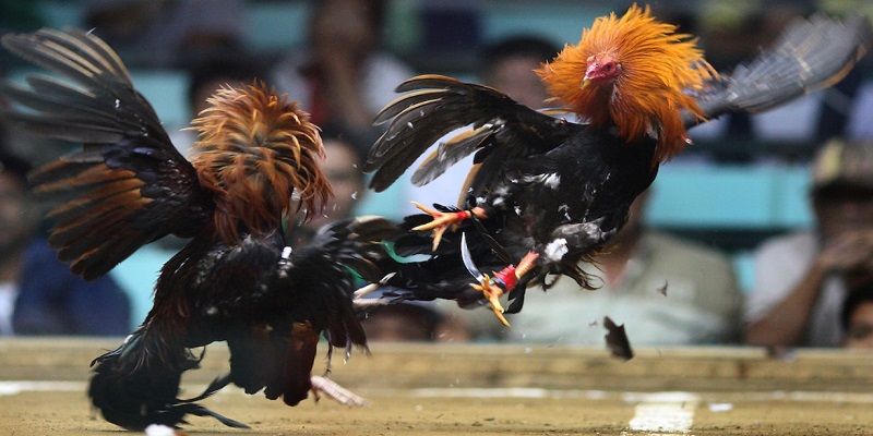 Đá Gà Trực Tiếp Một Bài Nơi Giải Trí Số Một