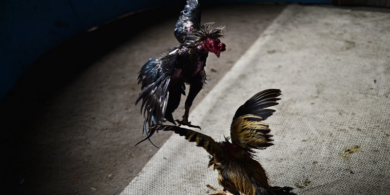 Luật chơi và quy định đá gà trực tiếp một bài