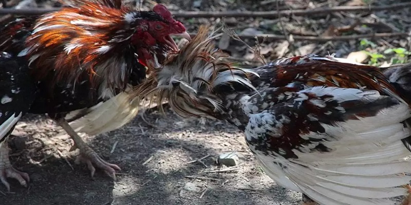 Khái niệm đá gà trực tiếp một bài