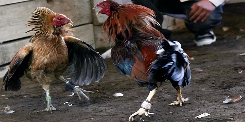 Luật chơi đá gà trực tiếp Singapore