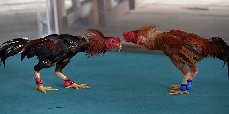 Lợi ích và rủi ro khi chơi đá gà trực tiếp Singapore