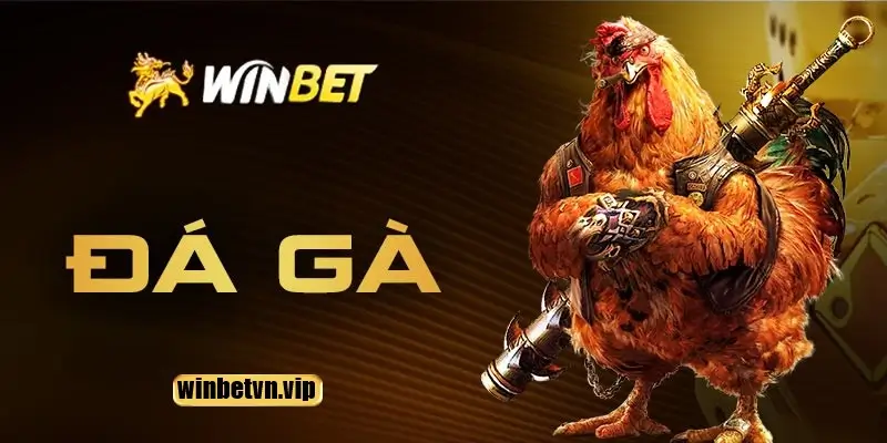 Đá gà winbet hấp dẫn và kịch tính